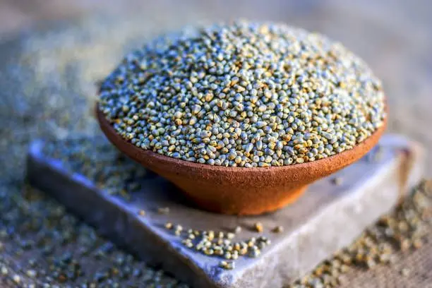 Pearl Millet (دخن اللؤلؤ) 